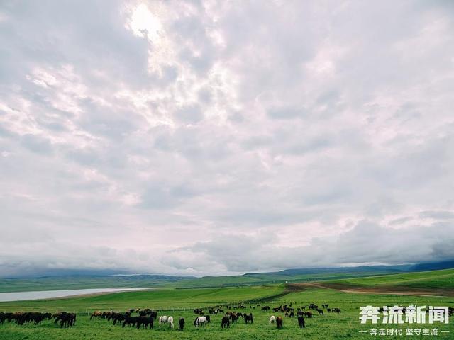 奔流城市计划·图集丨山丹马场盛夏图