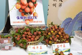 广西灵山：科技助力荔枝飘香图片