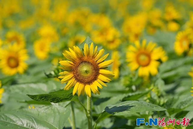 七年等一回！福州这个公园，美翻了！快去打卡