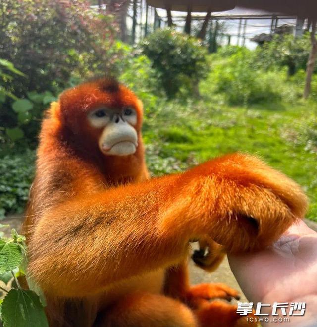 绿色出行快乐加倍，长沙生态动物园萌趣主题巴士正式运营
