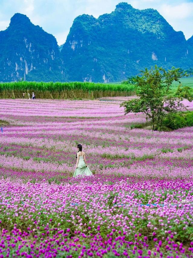 八桂冬日似春朝 赏花观叶正当时