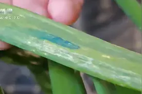 新闻多一度丨常州现“蓝斑块”蔬菜引关注 蓝色物质对人体有害吗？图片