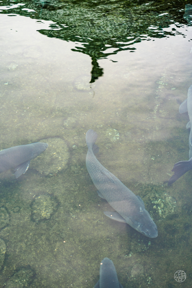 东湖「巨物」图鉴，打卡XXXXL号视觉震撼！