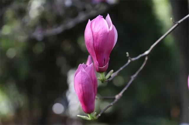 富源春色正好，玉兰花惊艳绽放！快来赴约这场春日盛宴