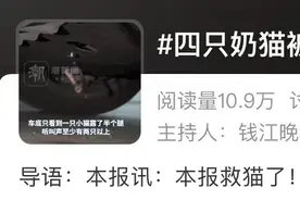 4只小奶猫的奇遇，冲上热搜！杭州不愧爱之城图片