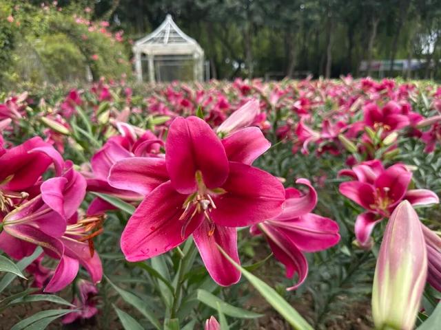 10月1日正式启幕！石家庄市植物园将举办秋季花展