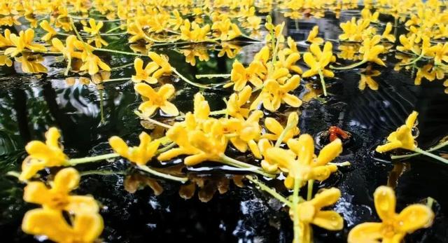 桂林10路、14 路双桂花专线上线