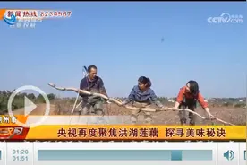 央视聚焦洪湖莲藕 探寻美味秘诀图片