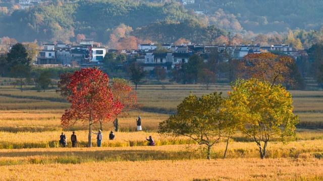 【早安，黄山】丁纯督导检查第十五届安徽国际文化旅游节筹备工作 ‖ 我市规上科技服务业企业营收增幅居全省首位
