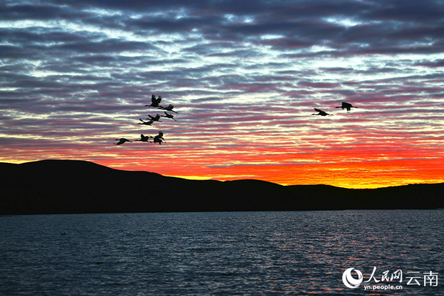 治愈系大片！鹤舞霞光里的诗行