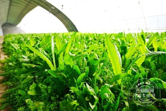 桦甸这个度假村，为何人气满满？