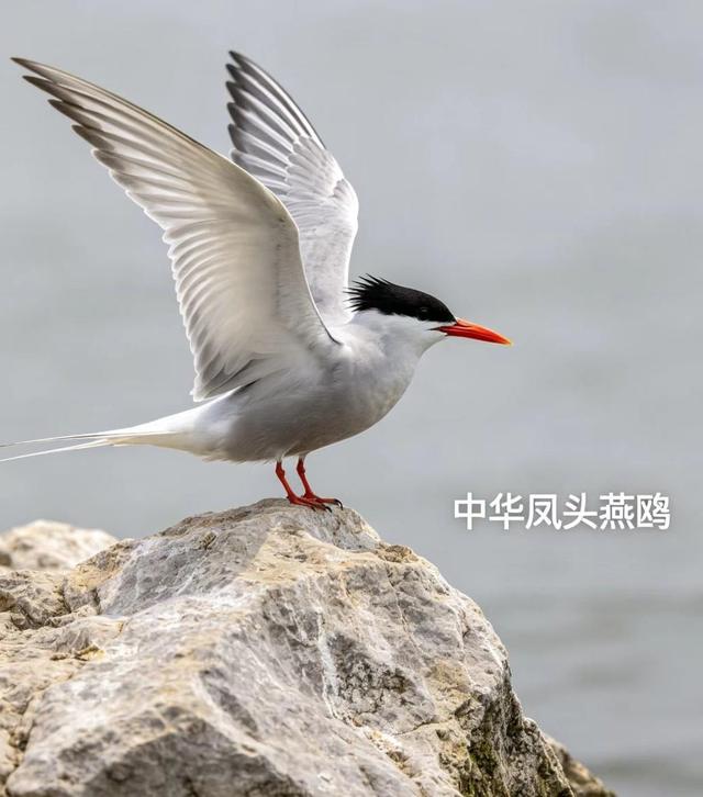 新知|五一宝藏观鸟地：沉浸式邂逅万鸟翩飞