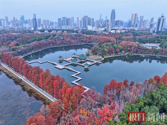 武汉东湖杉树“红”出圈！限定皮肤美到开挂