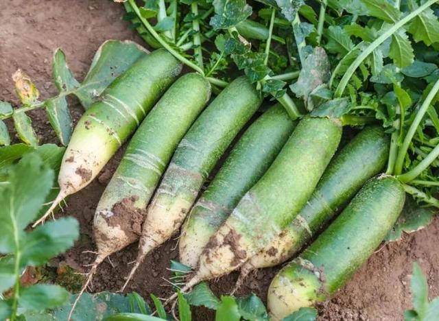 总是会反复爱上潍坊的秋天！