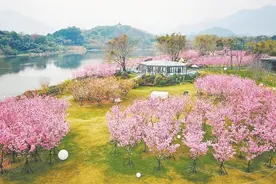 相约春天赏樱花 福建发布十大打卡点图片
