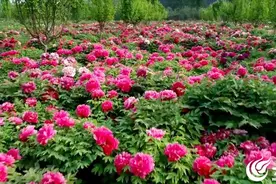 冠宇牡丹园：国际连锁品牌接连入驻 构建“赏花+娱乐+美食”全链条文旅生态图片