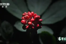 揭秘 “百草之王”人参的前世今生图片