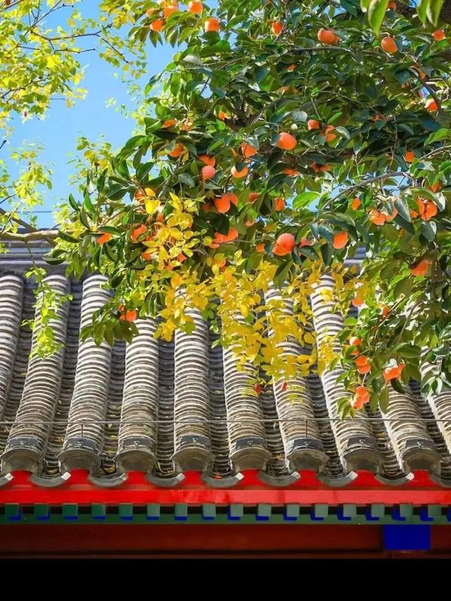 北京的秋天，请约我去散步