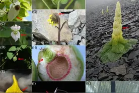 植物为什么发育出丰富多彩的苞片？研究揭示背后机制图片
