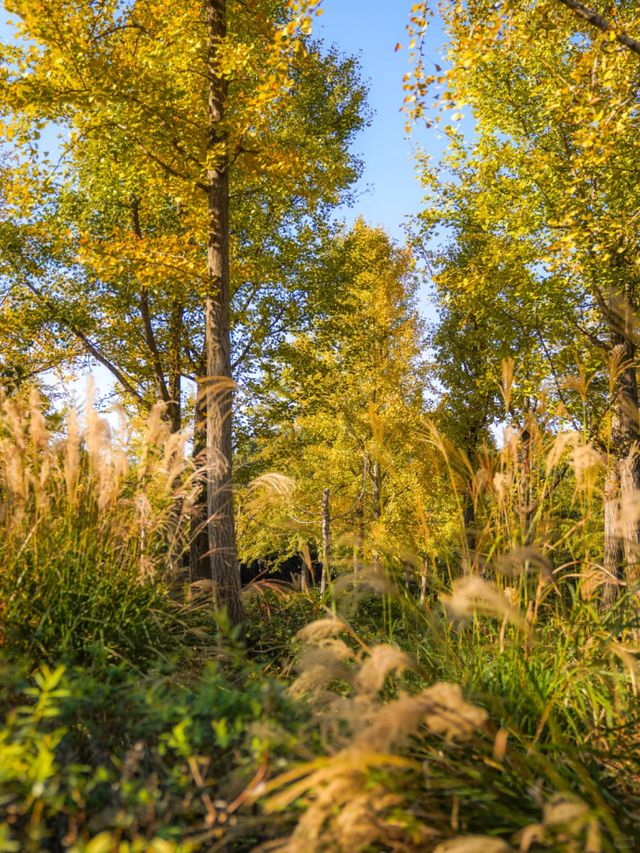 地铁直达！上海这个免费公园化身金色世界→