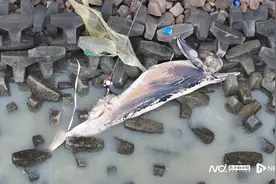 多图直击：汕头死鲸排气现场！耗费将近5小时完成打捞工作图片