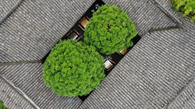 守护千年城厢绿脉！古镇树木复壮及管护升级行动全面展开