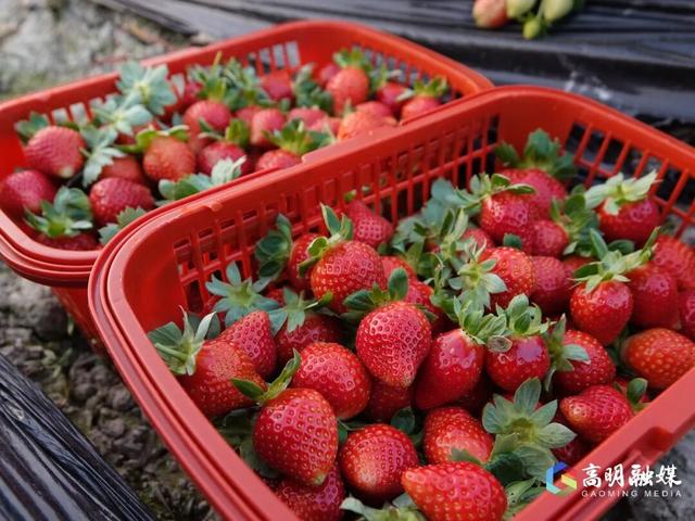 出发！高明遛娃采摘攻略来啦，甜度爆表（附定位）