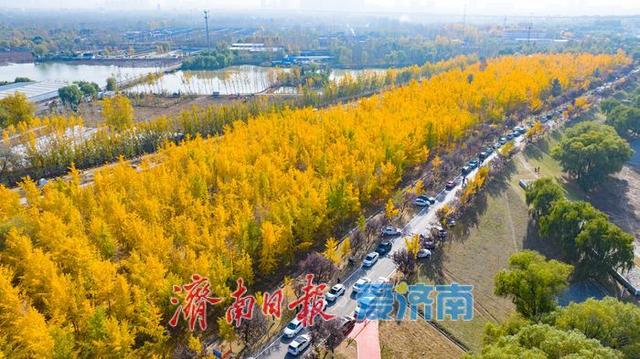 一年四季 泉在济南丨一叶知秋末，一林引客来！济南黄河银杏林观赏进入倒计时