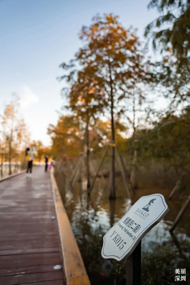 深圳落羽杉！红！了！