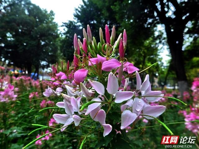 漫步株洲湘江风光带，邂逅醉蝶花海的浪漫