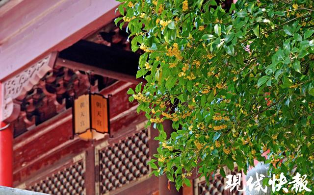 南京朝天宫的秋天，空气在“发糖”