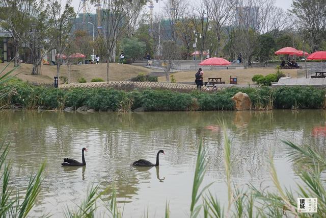 读城｜鹅鹅鹅！福州公园“顶流家族”又将"添丁"……