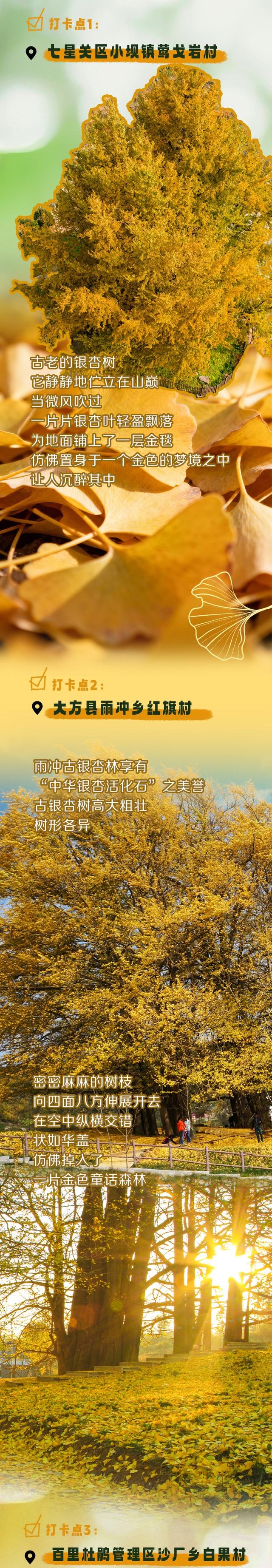 毕节的金色秘境，千万别错过！