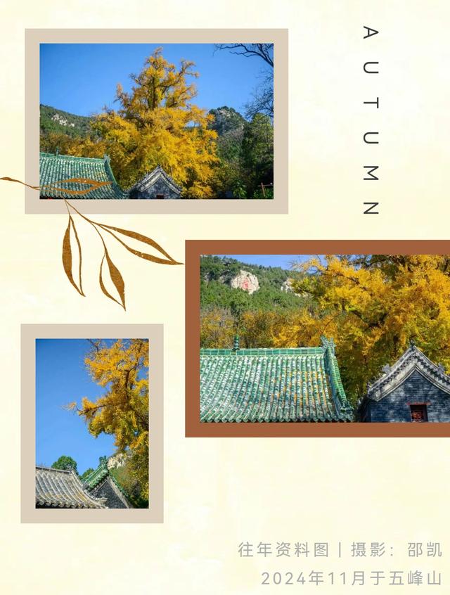 《2025济南赏银杏地图》出炉！一键收藏，赶快出发！