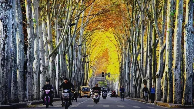 神都风物｜有一种深秋，叫西苑路