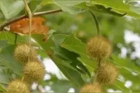 春暖花开鼻子痒？不如试试这4招~图片