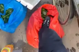 浙江湖州一城管踩老人卖的菜还拍视频炫耀？当地：系市场方员工图片