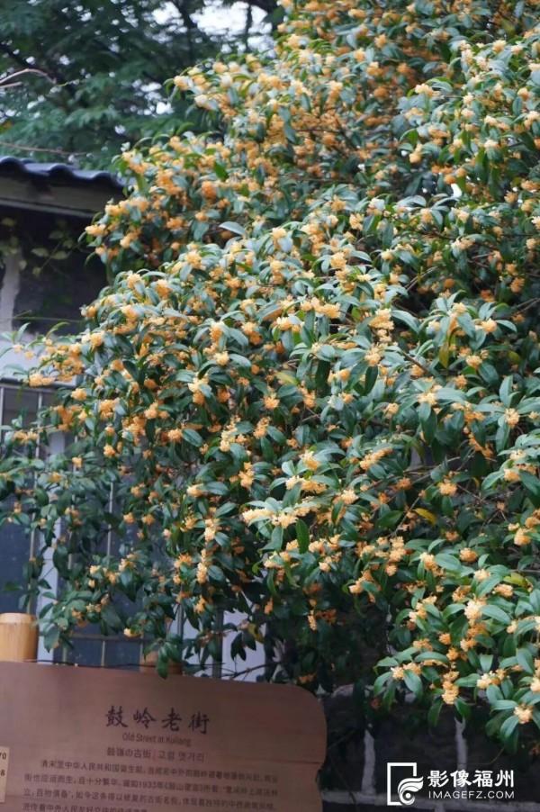 醉美秋色！福州鼓岭迎来“颜值巅峰”期！