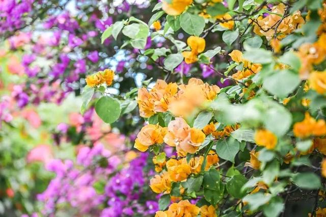 深圳知名景区紧急通知！