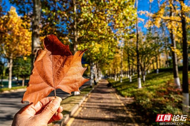 梧桐染晨光，一条路藏尽长沙的温柔