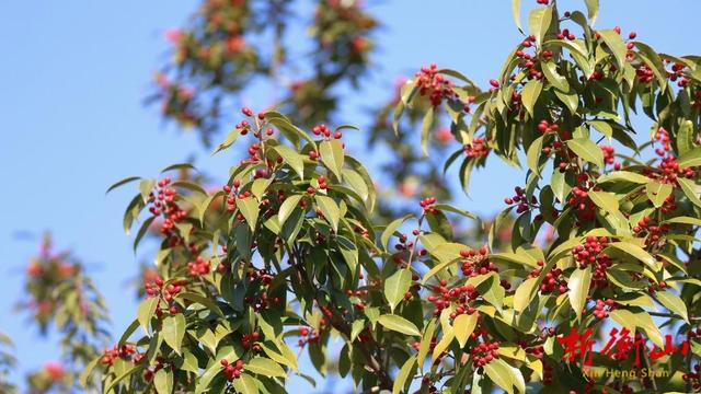 衡山：紫金山旅游景区铁冬青进入最佳观赏期