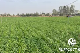 遂平县石寨铺镇柳庄村：韭菜种出致富好“钱”景图片