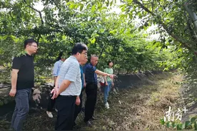 近期高温高湿，专家提醒注意这些三华李病害图片