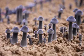 平桂区：菌菇产业撑起乡村振兴“致富伞”图片