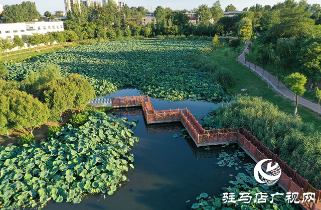 【大美天中】盛夏泌阳：荷影翩跹 湿地流韵