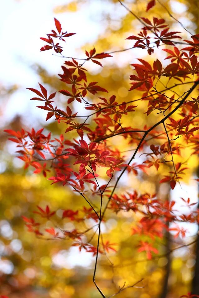 “CHUA”的一下，65%！