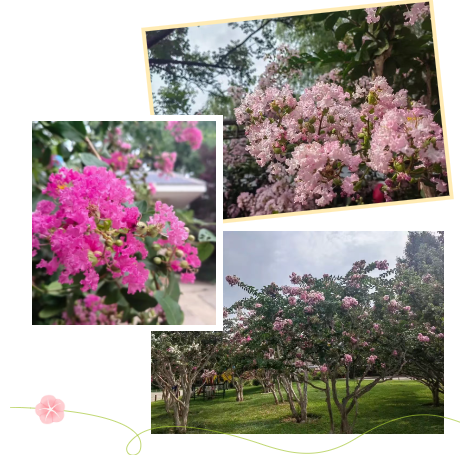 泉城夏日“紫薇季”浪漫开启，九大公园景区花海醉游人