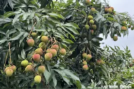 今年东莞荔枝产量仅为去年一成，糯米糍或涨至100元/斤图片