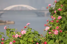 芙蓉之美｜“好看”马坡岭：草木人间，长河流连图片