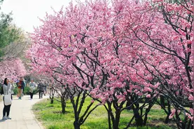国家植物园迎最美春光 ，“美人”梅、桃花盛放图片